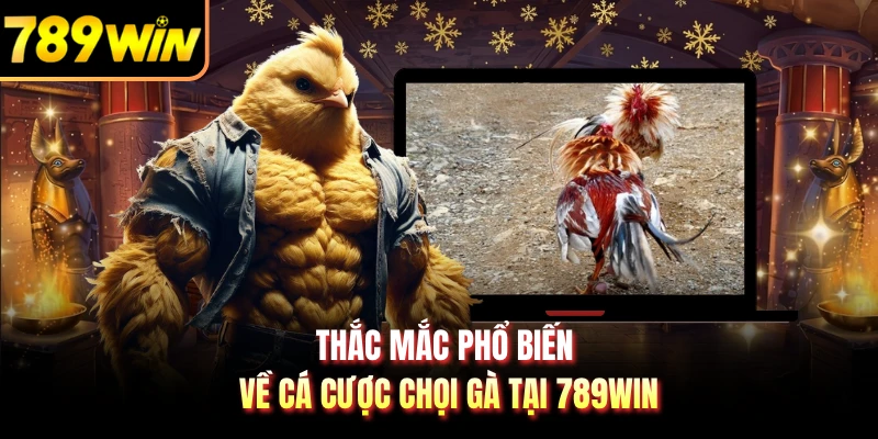 Thắc mắc phổ biến về cá cược chọi gà tại 789WIN
